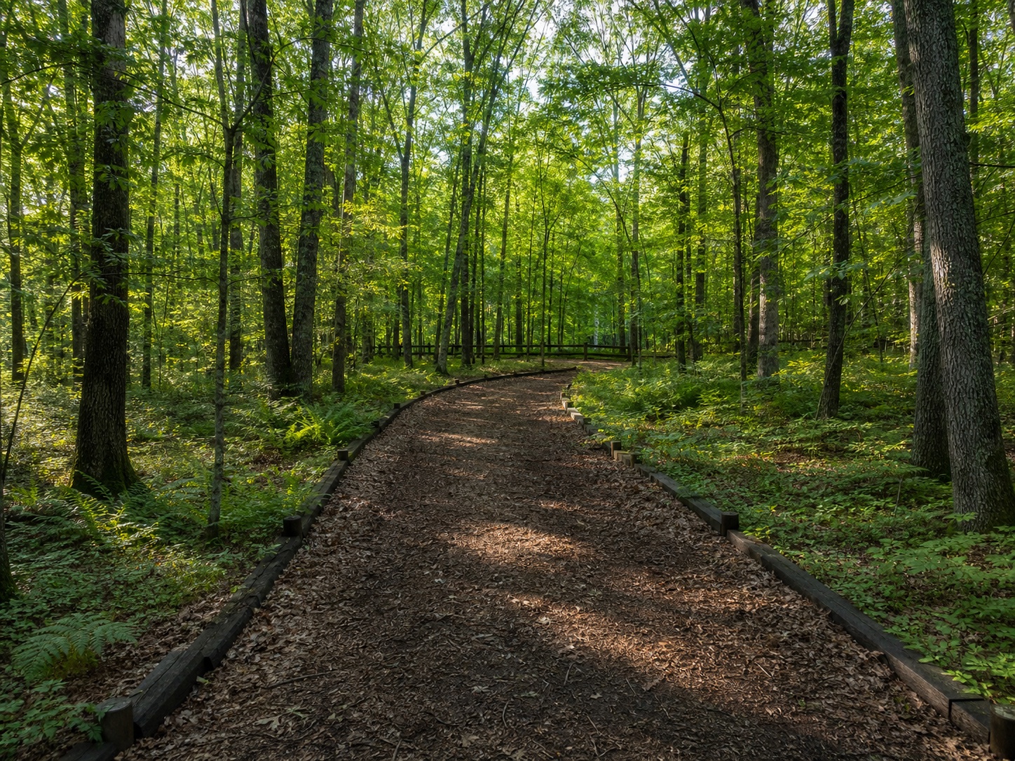 Illustrative view of a planned bridle trail through mature woods